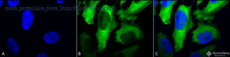 StressMarq Biosciences SMC-161 image 1