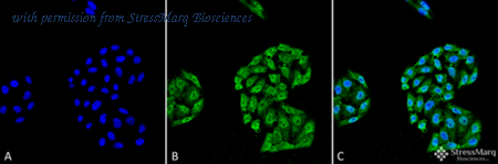 StressMarq Biosciences SMC-162 image 1