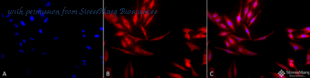 StressMarq Biosciences SPC-100D image 1