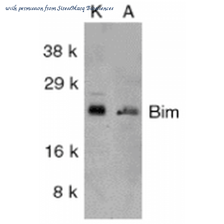 StressMarq Biosciences SPC-113D image 1