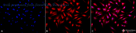 StressMarq Biosciences SPC-145F image 1