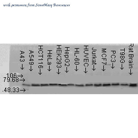 StressMarq Biosciences SPC-148F image 1