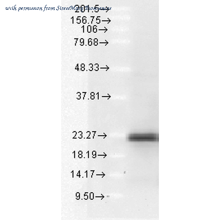 StressMarq Biosciences SPC-164D image 1