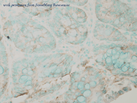 StressMarq Biosciences SPC-165D image 1