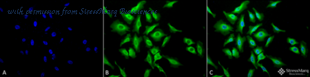 StressMarq Biosciences SPC-178 image 1