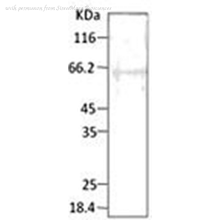 StressMarq Biosciences SPC-184D image 2