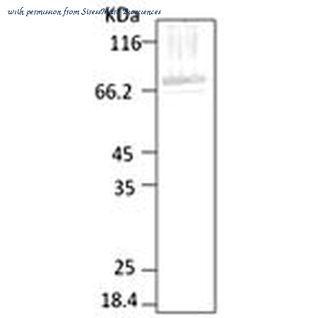 StressMarq Biosciences SPC-186D image 2