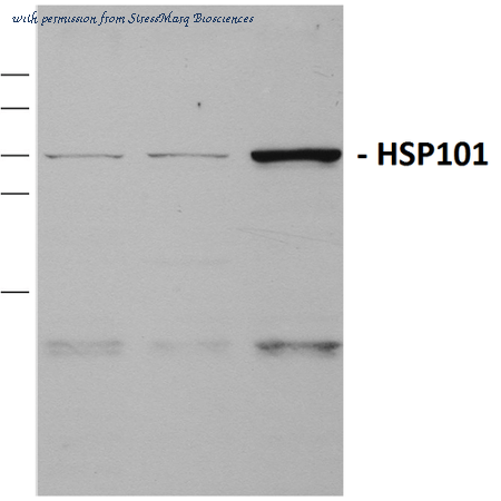 StressMarq Biosciences SPC-306B image 2