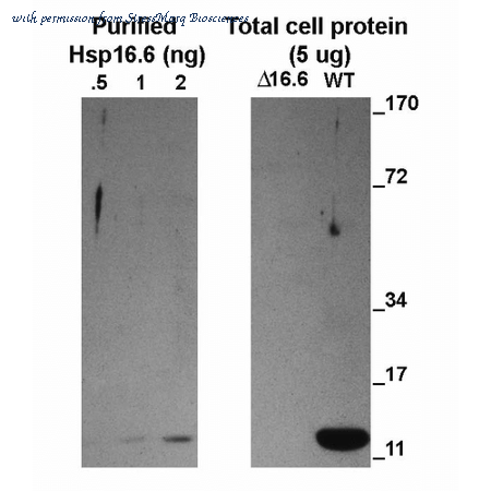 StressMarq Biosciences SPC-307D image 2