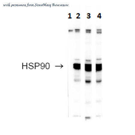 StressMarq Biosciences SPC-316D image 2