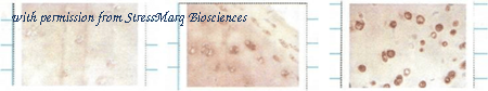 StressMarq Biosciences SMC-167 image 1