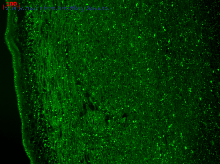 StressMarq Biosciences SMC-303 image 1