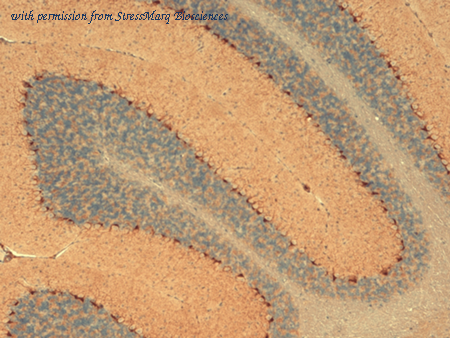 StressMarq Biosciences SMC-304 image 1