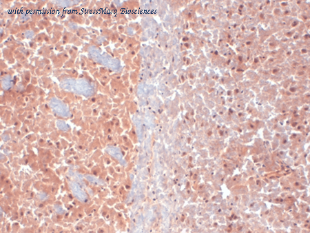 StressMarq Biosciences SMC-309 image 1