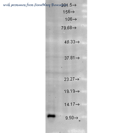 StressMarq Biosciences SPC-193 image 1