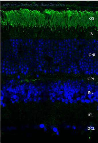 StressMarq Biosciences SMC-176 image 1