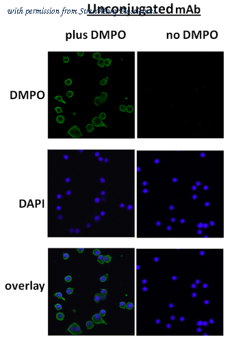 StressMarq Biosciences SMC-189 image 1