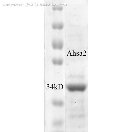 StressMarq Biosciences SPR-312B image 1