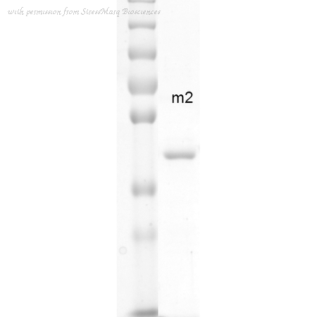 StressMarq Biosciences SPR-313B image 1
