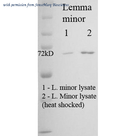 StressMarq Biosciences SMC-120D image 1