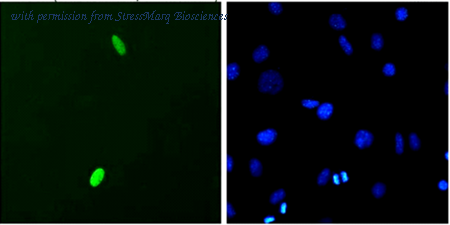 StressMarq Biosciences SMC-192 image 1