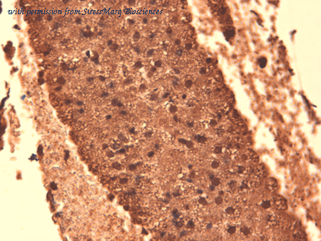 StressMarq Biosciences SMC-390 image 1