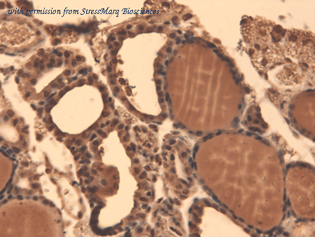 StressMarq Biosciences SMC-391 image 1