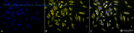 StressMarq Biosciences SPC-109 image 1