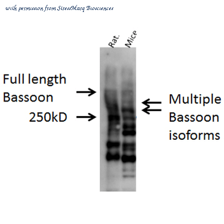 StressMarq Biosciences SPC-198 image 1