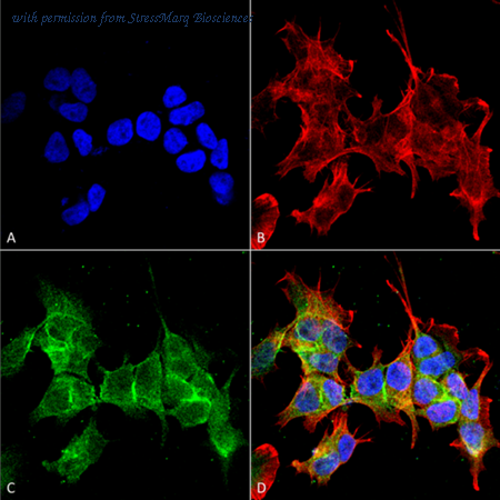 StressMarq Biosciences SMC-404 image 1