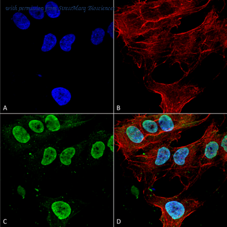 StressMarq Biosciences SMC-405 image 1