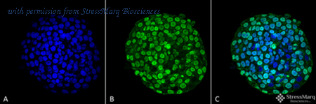 StressMarq Biosciences SMC-202 image 1