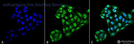 StressMarq Biosciences SMC-204 image 1