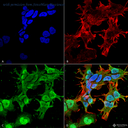 StressMarq Biosciences SMC-422 image 1