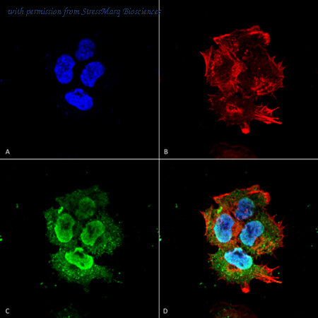 StressMarq Biosciences SMC-424 image 1