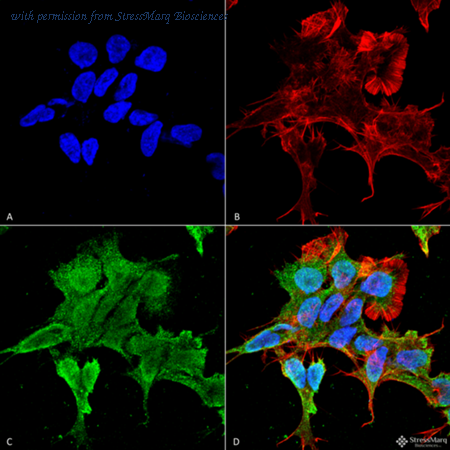 StressMarq Biosciences SMC-435 image 1