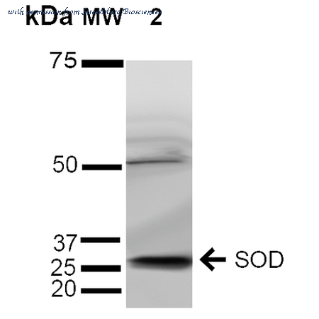 StressMarq Biosciences SPC-124D image 1