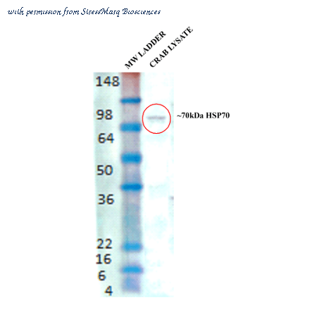StressMarq Biosciences SPC-318D image 1