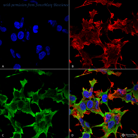 StressMarq Biosciences SMC-443 image 1