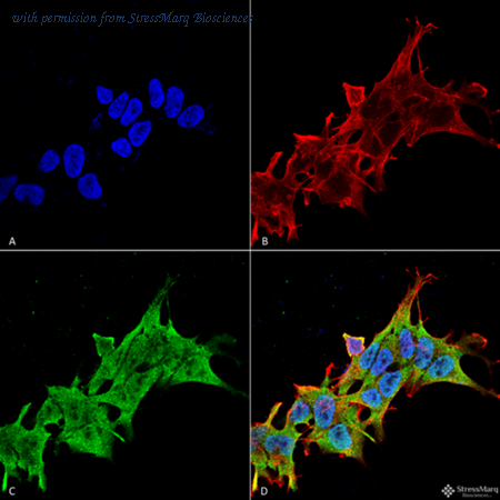 StressMarq Biosciences SMC-445 image 1