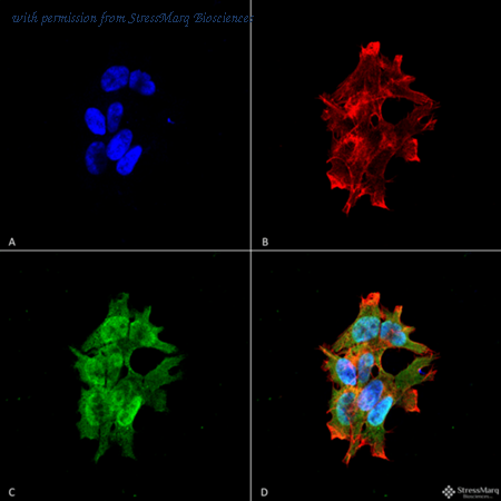 StressMarq Biosciences SMC-446 image 1