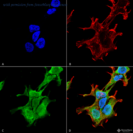 StressMarq Biosciences SMC-450 image 1
