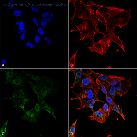StressMarq Biosciences SMC-454 image 1