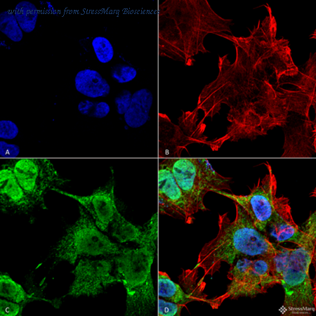 StressMarq Biosciences SMC-456 image 1