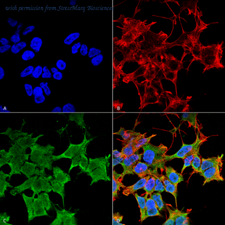 StressMarq Biosciences SMC-461 image 1