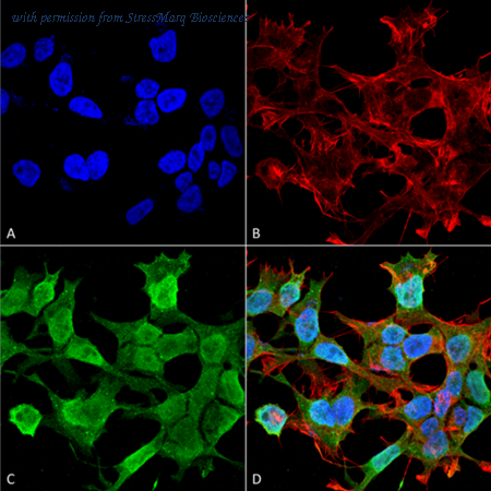 StressMarq Biosciences SMC-463 image 1