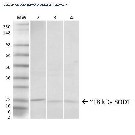 StressMarq Biosciences SPC-205 image 1