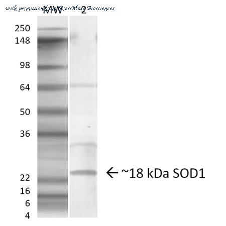 StressMarq Biosciences SPC-206 image 2