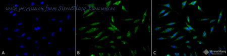 StressMarq Biosciences SPC-209D image 1