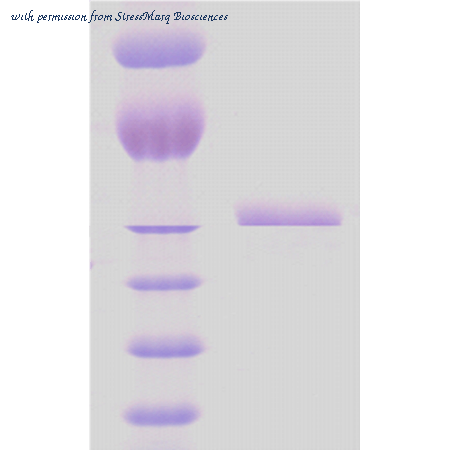 StressMarq Biosciences SPR-116 image 1